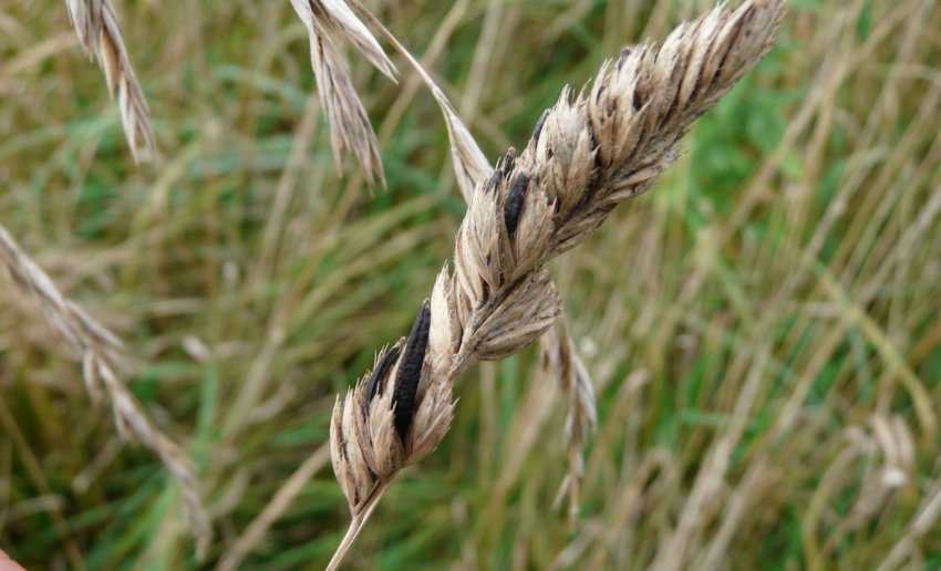 В Україні визначили сорти пшениці, стійкі до твердої сажки В Україні визначили сорти пшениці, стійкі до твердої сажки