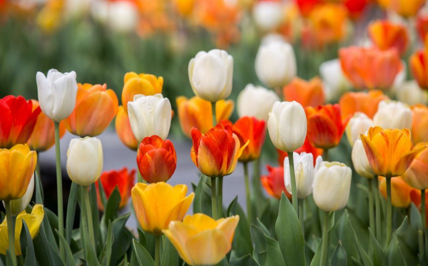 Цвітіння тюльпанів Цвітіння тюльпанів