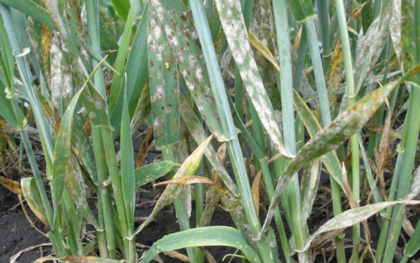 В Україні визначили сорти пшениці, стійкі до твердої сажки В Україні визначили сорти пшениці, стійкі до твердої сажки