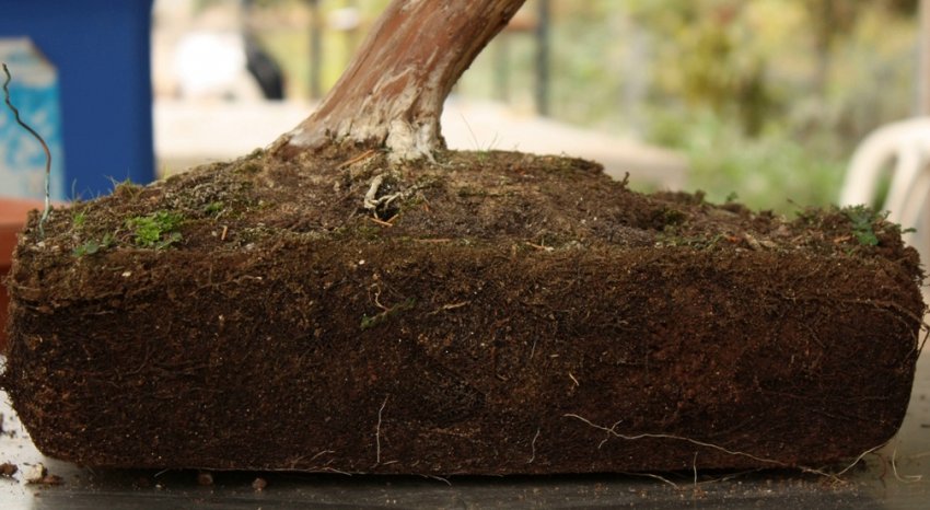 Пересадка сосни бонсай