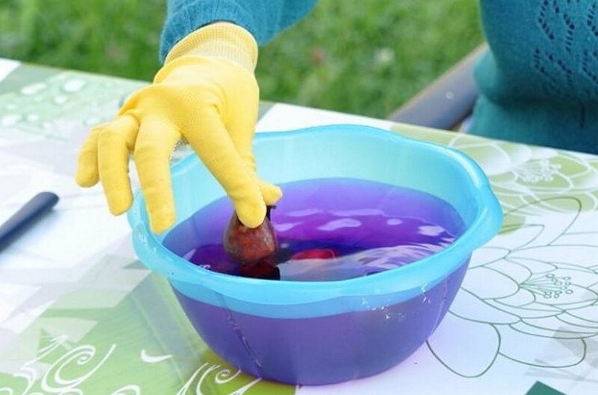 Замочування цибулин тюльпанів Замочування цибулин тюльпанів