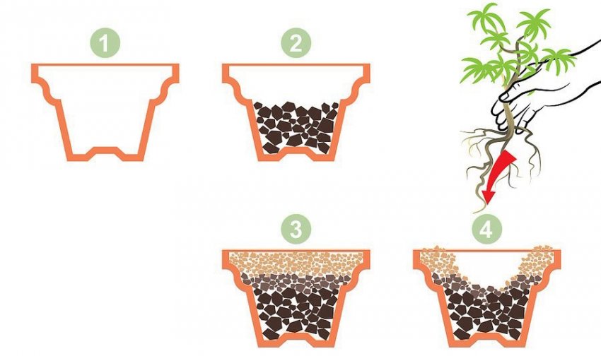 Пересадка сосни бонсай