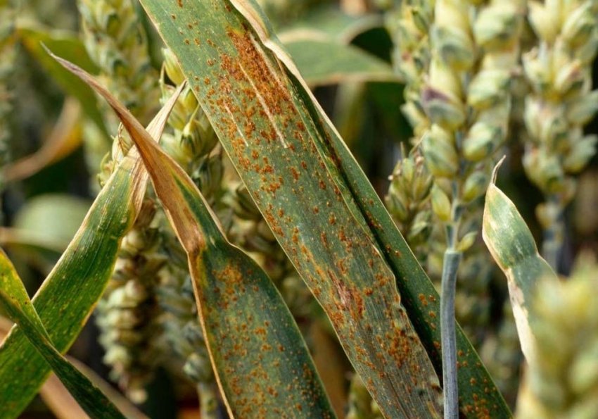 В Україні визначили сорти пшениці, стійкі до твердої сажки В Україні визначили сорти пшениці, стійкі до твердої сажки