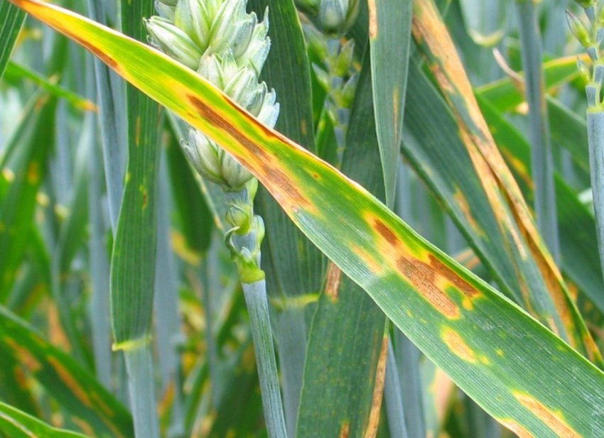 В Україні визначили сорти пшениці, стійкі до твердої сажки В Україні визначили сорти пшениці, стійкі до твердої сажки