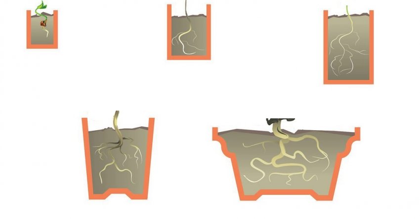 Розміри горщиків при розростанні кореневої системи бонсай