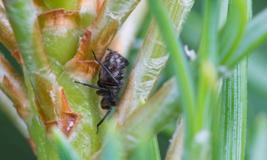 Рослинна попелиця на сосні