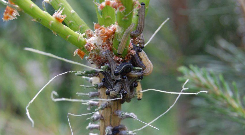 Гусениці ан сосні