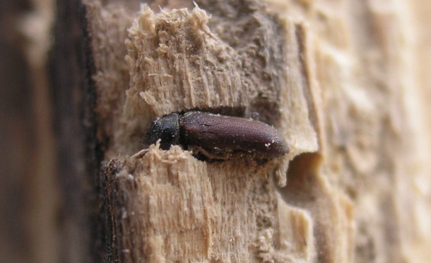 Жук-точильник