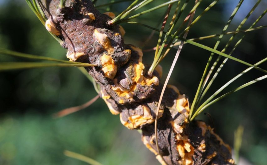 Іржа на сосні