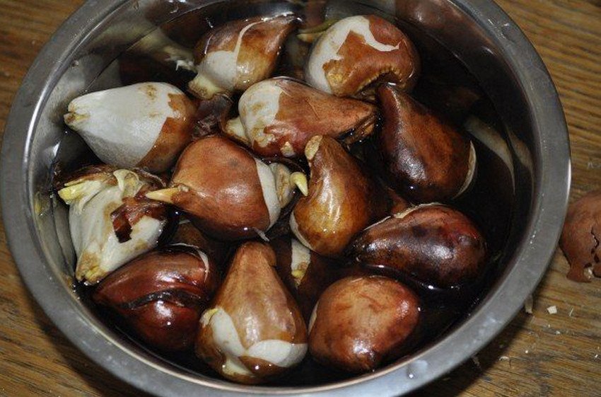 Замочування цибулин перед посадкою Замочування цибулин перед посадкою