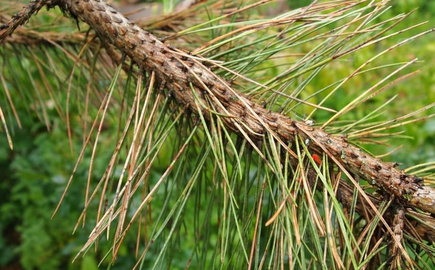Хлороз на сосні