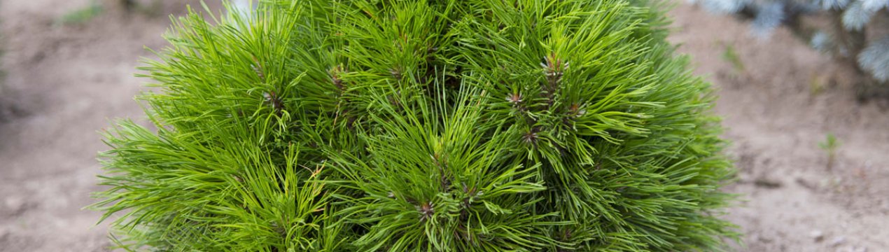 Опис сосни гірської Варелла, її посадка і догляд