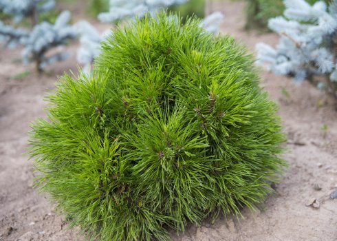 Опис сосни гірської Варелла, її посадка і догляд