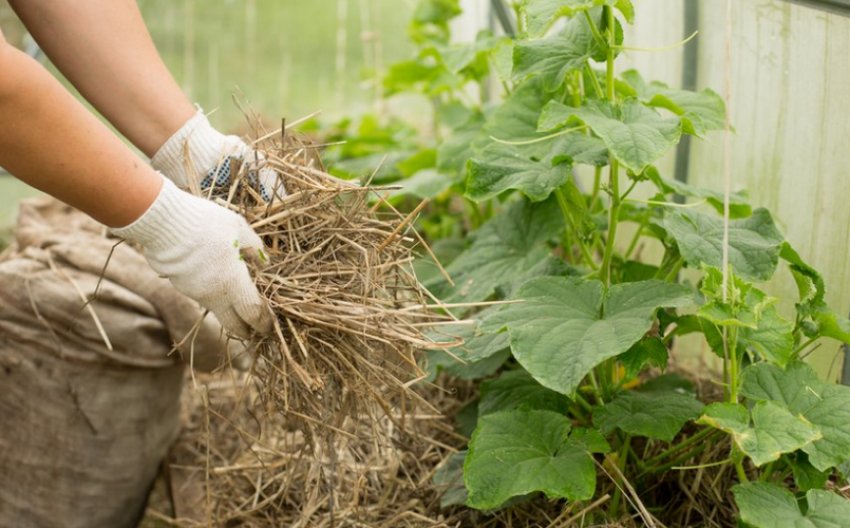 Мульчування огірків Мульчування огірків