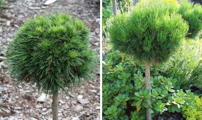 Сосна Варелла на штамбі Сосна Варелла на штамбі