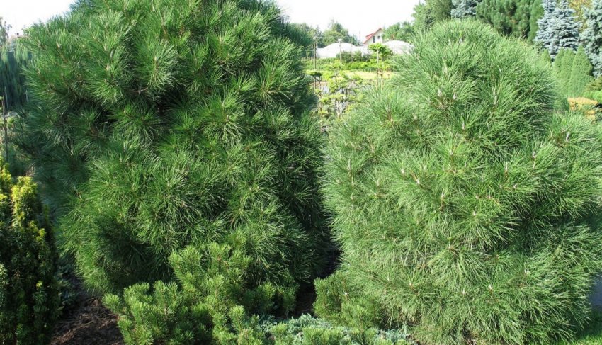 Сосна гірська Варелла Сосна гірська Варелла