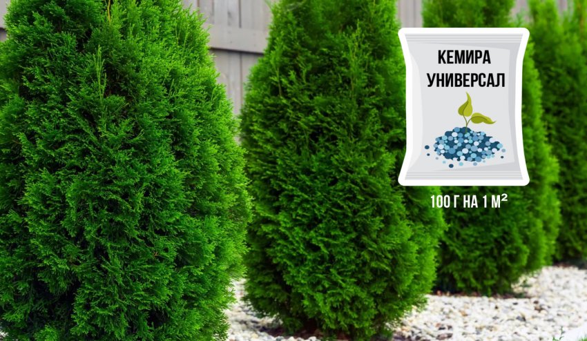 чем можно подстричь туи. Смотреть фото чем можно подстричь туи. Смотреть картинку чем можно подстричь туи. Картинка про чем можно подстричь туи. Фото чем можно подстричь туи
