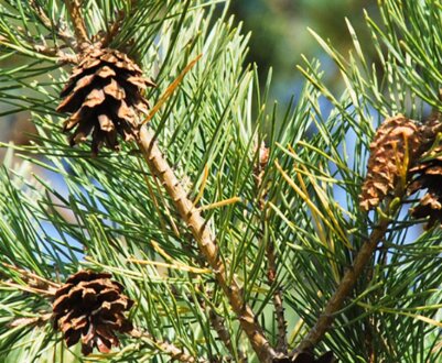 Опис та використання сосни звичайної