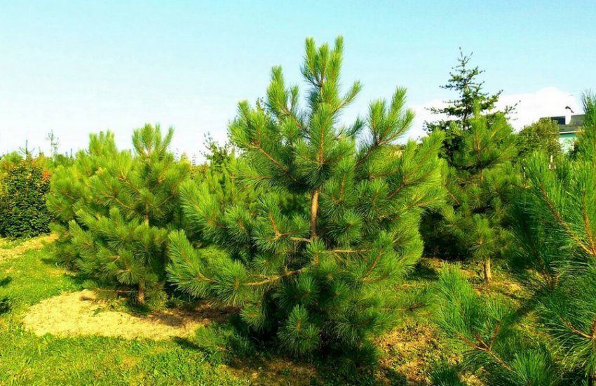 Сосна звичайна Сосна звичайна