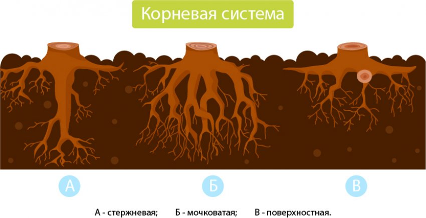Коренева система сосни Коренева система сосни