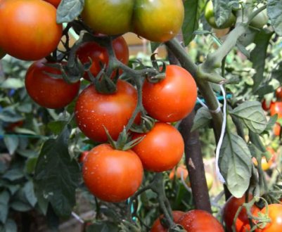 Сорт томату «Видимо-невидимо»: опис сорту, особливості садіння, вирощування та догляду