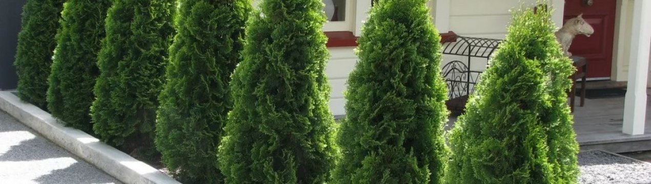 какую тую лучше посадить на урале. . какую тую лучше посадить на урале фото. какую тую лучше посадить на урале-. картинка какую тую лучше посадить на урале. картинка . Не спешите огорчаться скудным выбором, ведь на самом деле это не так. У западной туи больше сотни сортов, среди которых есть как настоящие великаны высотой до 20 м, так и компактные невысокие туи. Чаще всего на уральских просторах можно встретить туи Данника, Брабант, Смарагд, Вудворт.