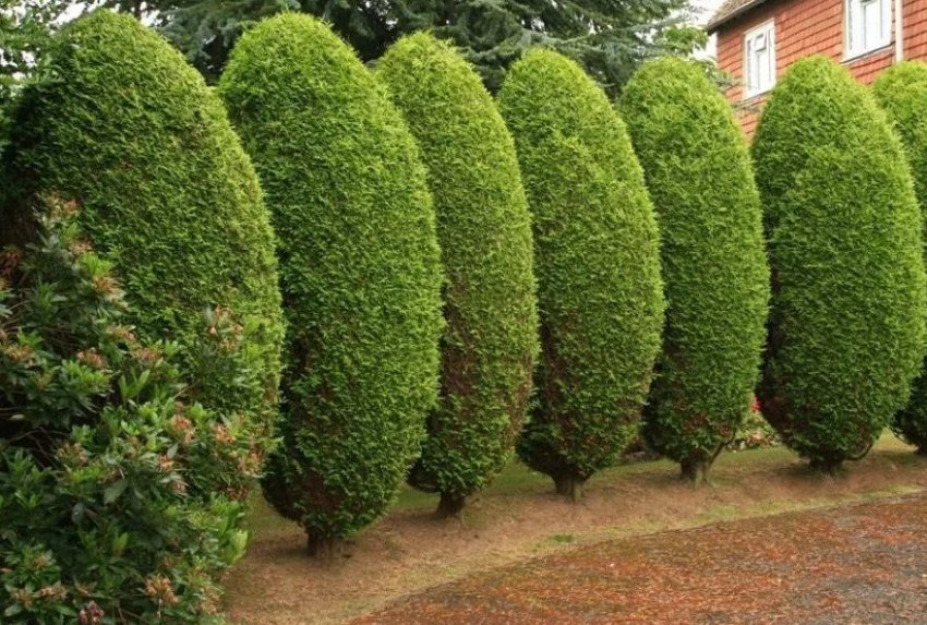 Туя у формі яйця Туя у формі яйця