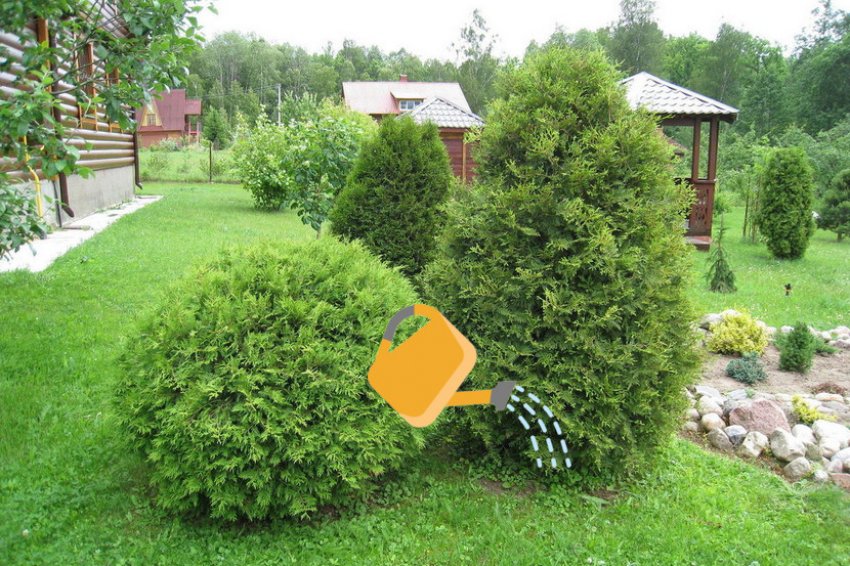 какую тую лучше посадить на урале. . какую тую лучше посадить на урале фото. какую тую лучше посадить на урале-. картинка какую тую лучше посадить на урале. картинка . Не спешите огорчаться скудным выбором, ведь на самом деле это не так. У западной туи больше сотни сортов, среди которых есть как настоящие великаны высотой до 20 м, так и компактные невысокие туи. Чаще всего на уральских просторах можно встретить туи Данника, Брабант, Смарагд, Вудворт.