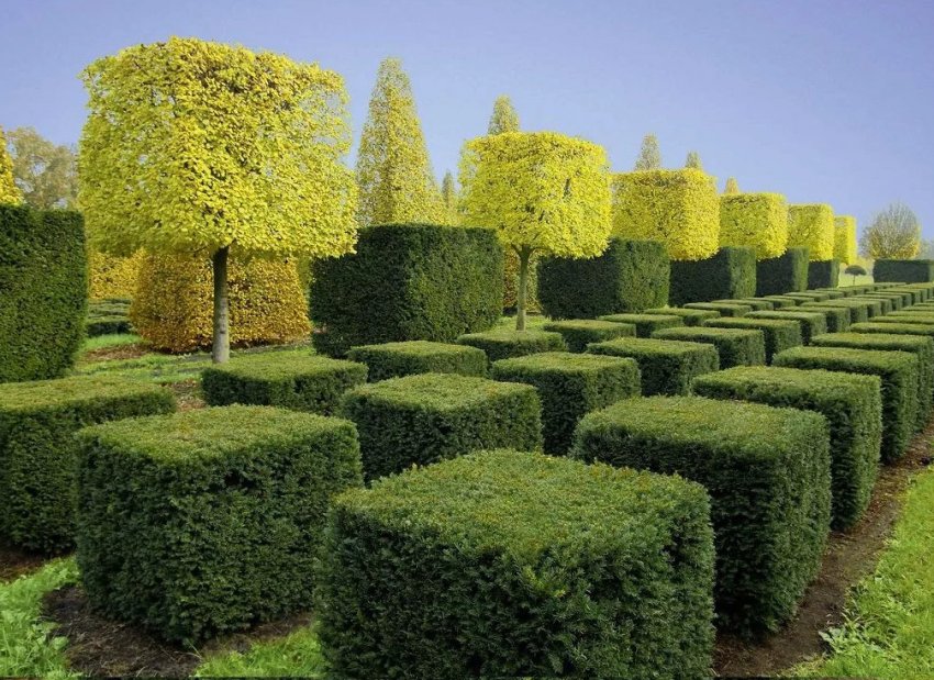 Туя у формі куба Туя у формі куба