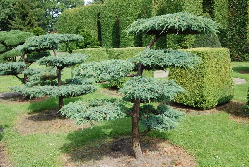 Бонсай з туї Бонсай з туї