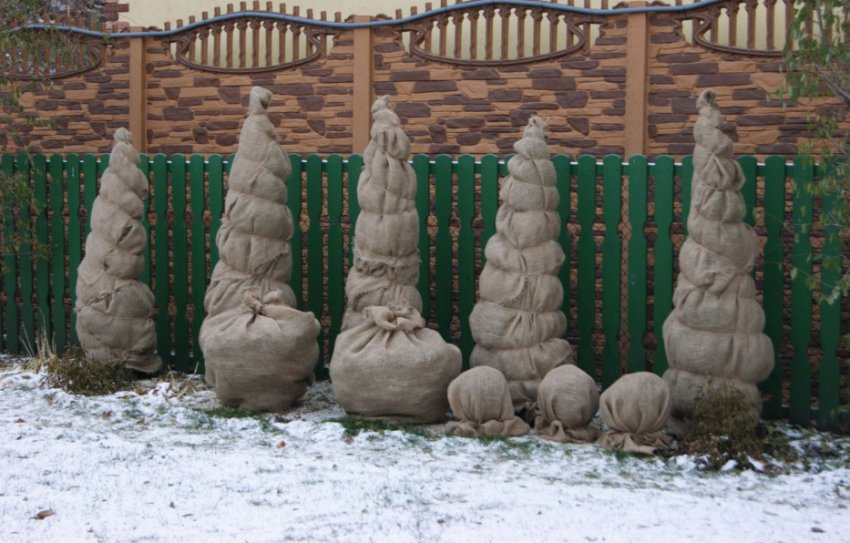 Укриття туї на зиму