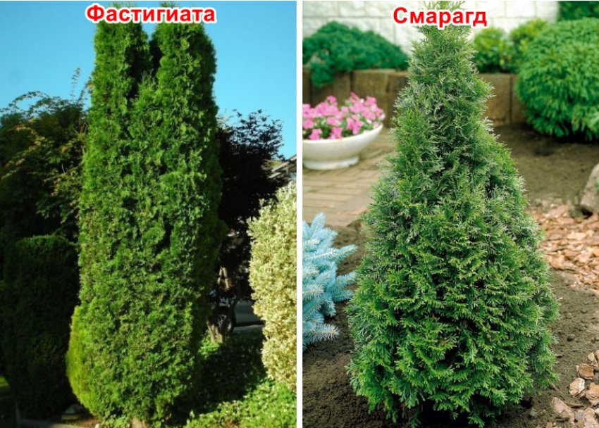 какую тую лучше посадить на урале. 136692.pzvy1o.850. какую тую лучше посадить на урале фото. какую тую лучше посадить на урале-136692.pzvy1o.850. картинка какую тую лучше посадить на урале. картинка 136692.pzvy1o.850. Не спешите огорчаться скудным выбором, ведь на самом деле это не так. У западной туи больше сотни сортов, среди которых есть как настоящие великаны высотой до 20 м, так и компактные невысокие туи. Чаще всего на уральских просторах можно встретить туи Данника, Брабант, Смарагд, Вудворт.