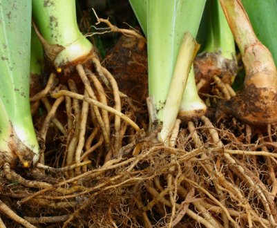 Корисні і лікувальні властивості кореня ірису