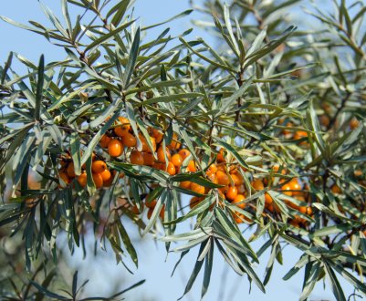 Лікувальні властивості листя обліпихи, користь і протипоказання