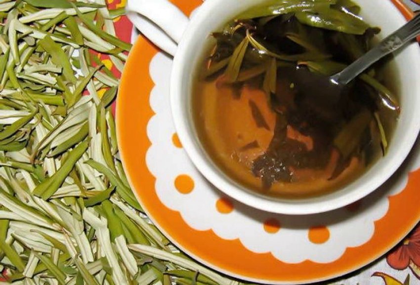Чай из листьев облепихи польза