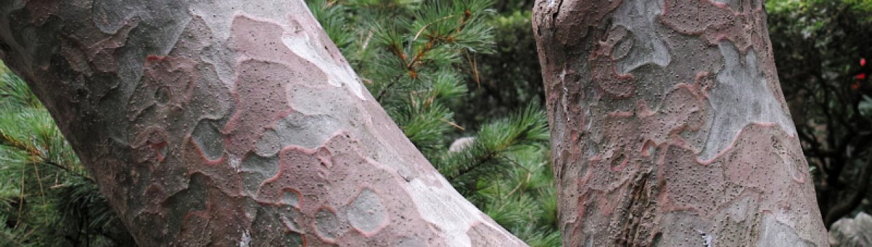 Опис сосни Бунге, її посадка і догляд