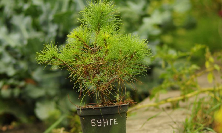 Саджанець сосни Бунге