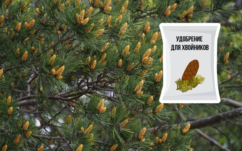 Добриво для сосни Бунге