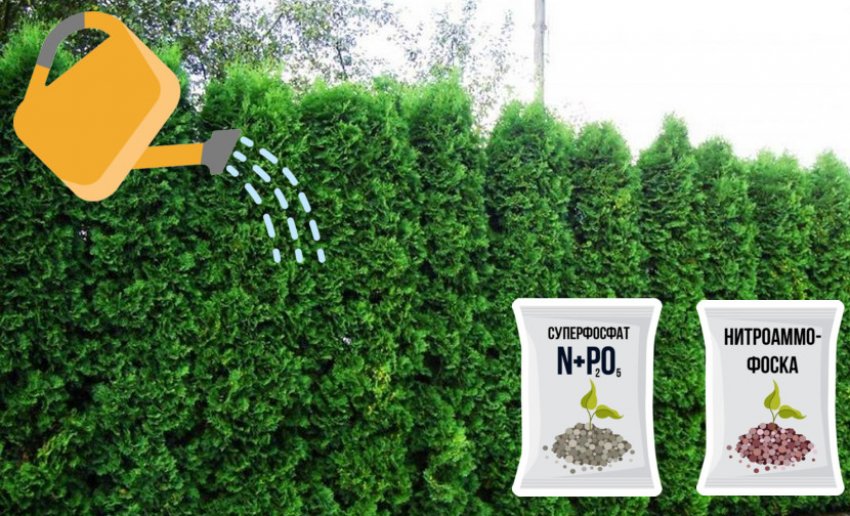 Полив і підгодівля для туї