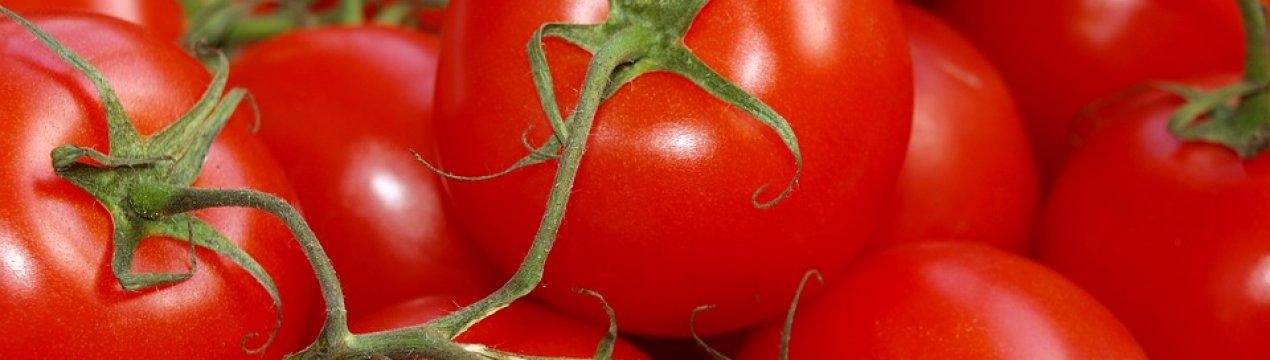 Нідерланди представили перший сорт томатів без кісточок