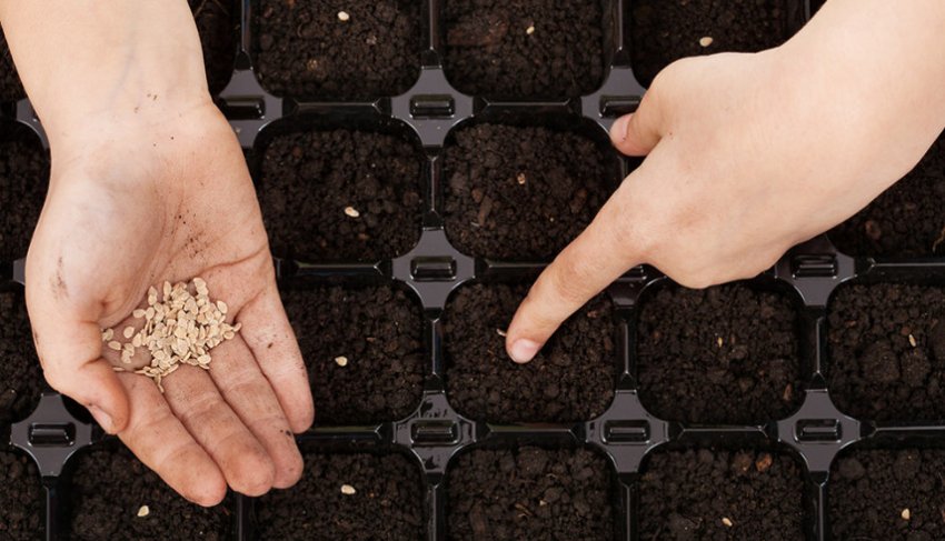 Підготовка насіння до посіву томатів