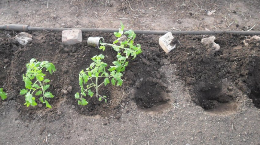 Висадка розсади томатів