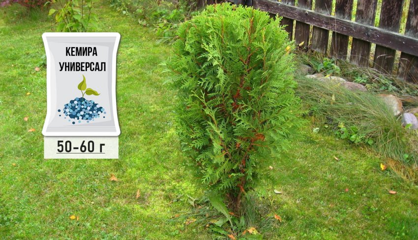 Підживлення туї Вагнери