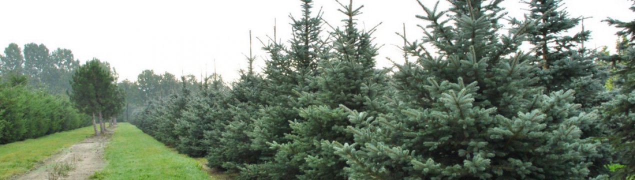 Особливості їли сорти Фат Альберт