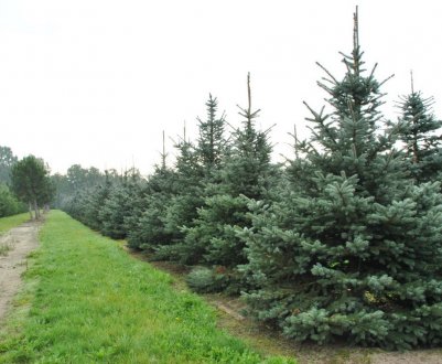 Особливості їли сорти Фат Альберт