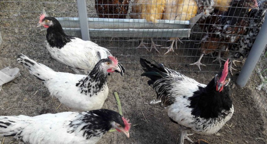 Вигульних дворик