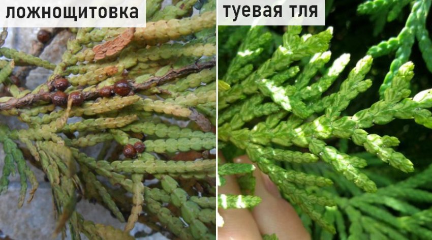 Шкідники туї Вагнери