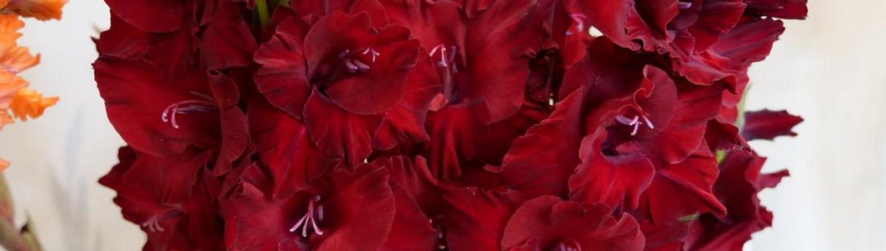 Гладіолус Спадкоємець Оскара