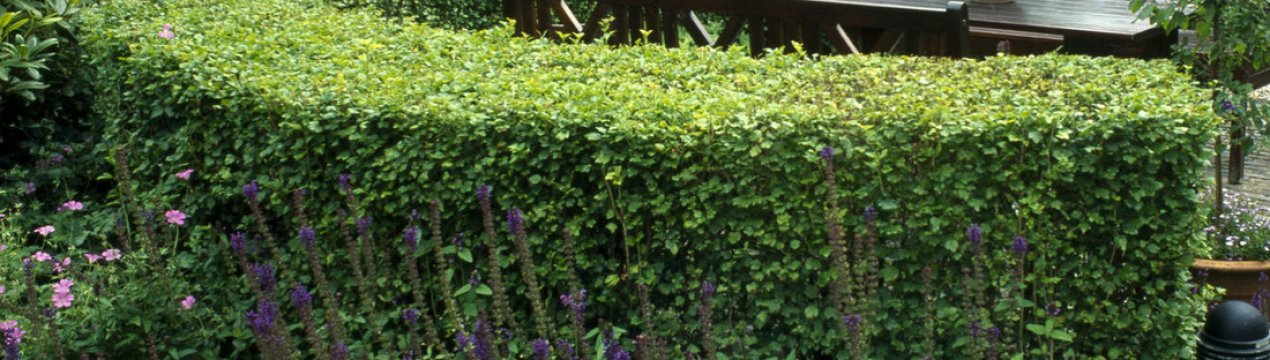 Красива огорожа із смородини