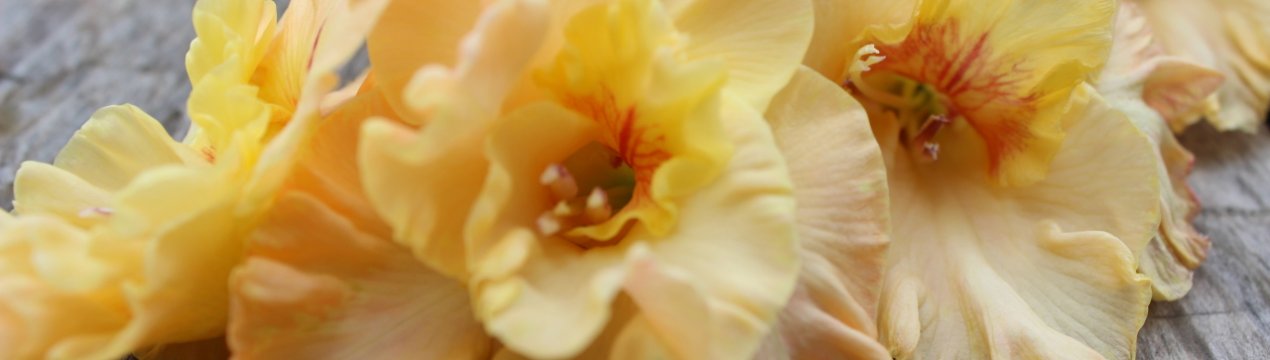 Опис гладіолуса Майя Плісецька, посадка рослини і подальший догляд за ним